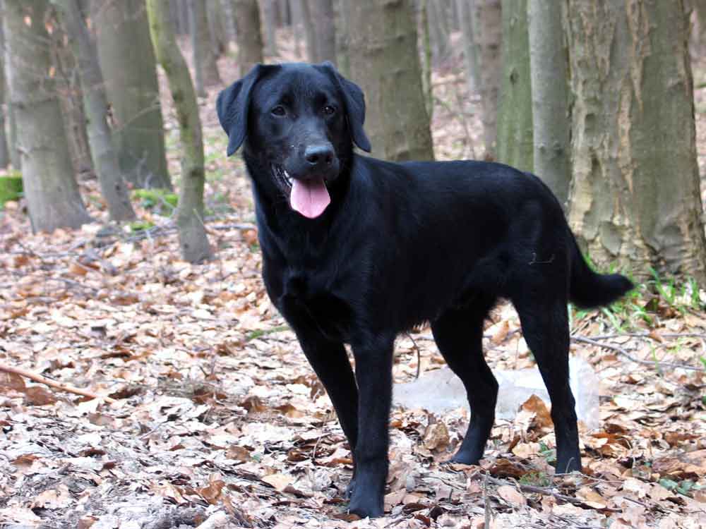 wann ist der labrador ausgewachsen