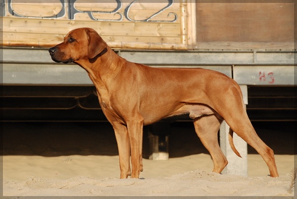 Mambo of Mwanadongo